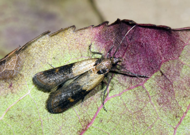 Pyralidae - Plodia interpunctella